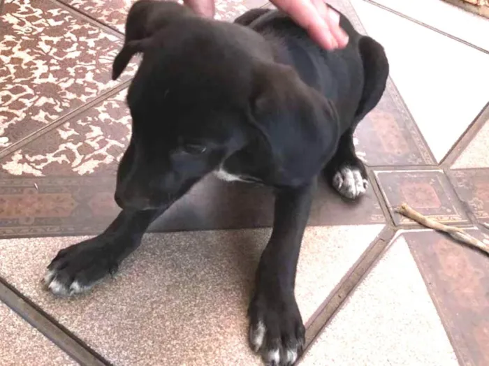 Cachorro ra a SRD idade 2 a 6 meses nome Valente