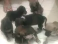 Ainda estão sem nome