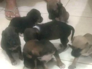 Cachorro raça  idade Abaixo de 2 meses nome Ainda estão sem nome