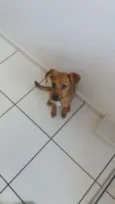 Brisa