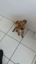 Brisa