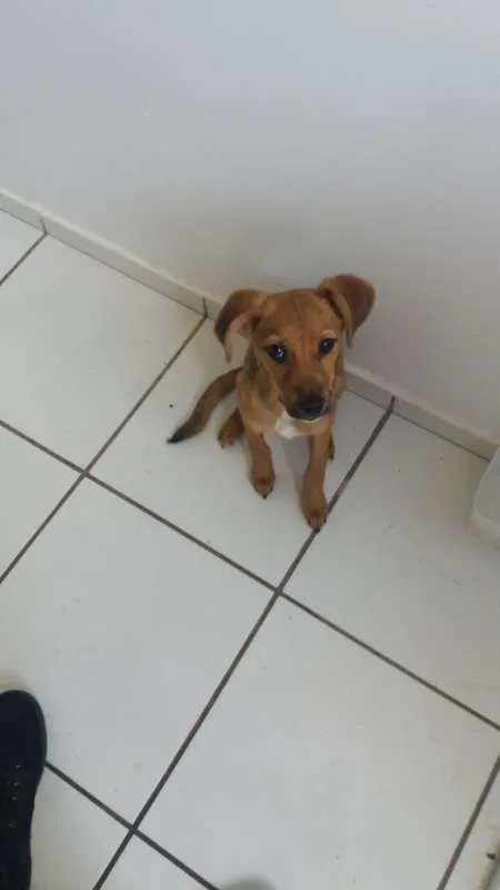 Cachorro raça Vira-lata idade 2 a 6 meses nome Brisa