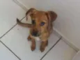 Brisa