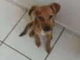Brisa