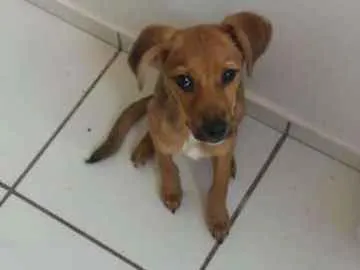 Cachorro raça Vira-lata idade 2 a 6 meses nome Brisa