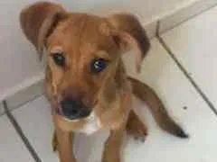 Cachorro raça Vira-lata idade 2 a 6 meses nome Brisa