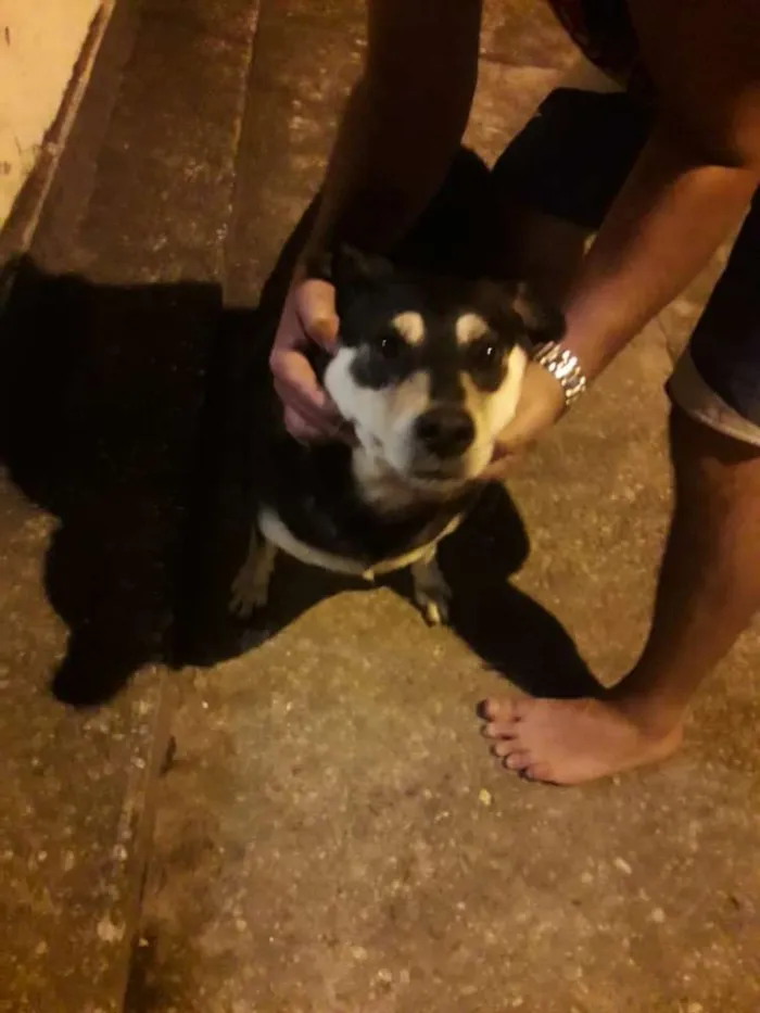Cachorro ra a Srd idade 1 ano nome Sem nome