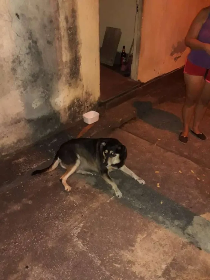 Cachorro ra a Srd idade 1 ano nome Sem nome