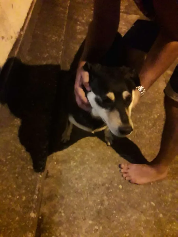 Cachorro ra a Srd idade 1 ano nome Sem nome