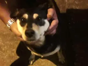 Cachorro raça Srd idade 1 ano nome Sem nome