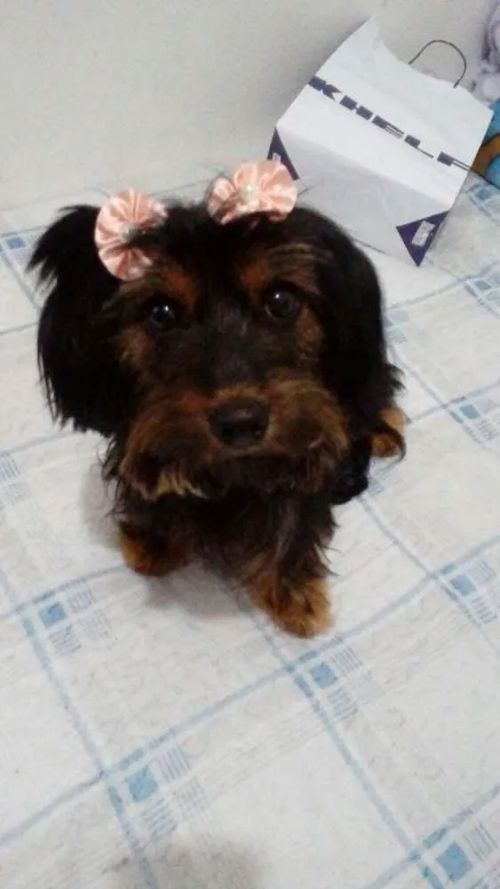 Cachorro ra a  idade 1 ano nome Cacau