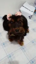 Cacau