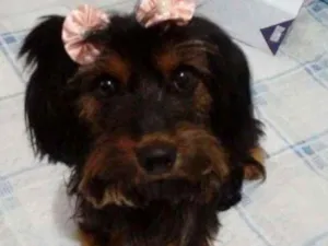 Cachorro raça  idade 1 ano nome Cacau
