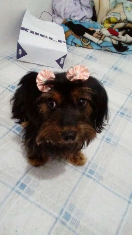 Cachorro ra a  idade 1 ano nome Cacau