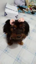 Cacau