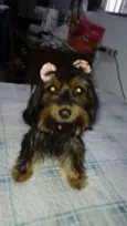Cacau