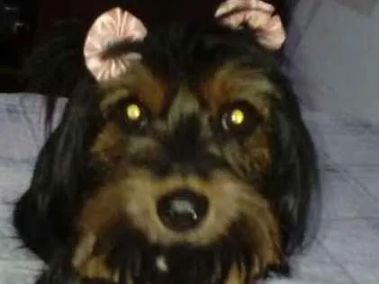 Cachorro ra a  idade 1 ano nome Cacau