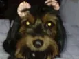 Cacau