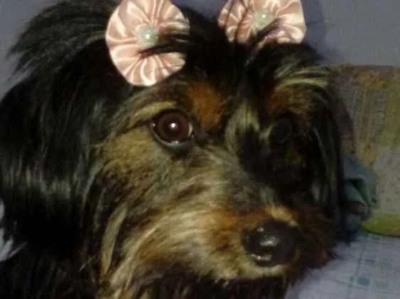 Cachorro ra a  idade 1 ano nome Cacau