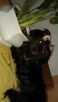 Cacau