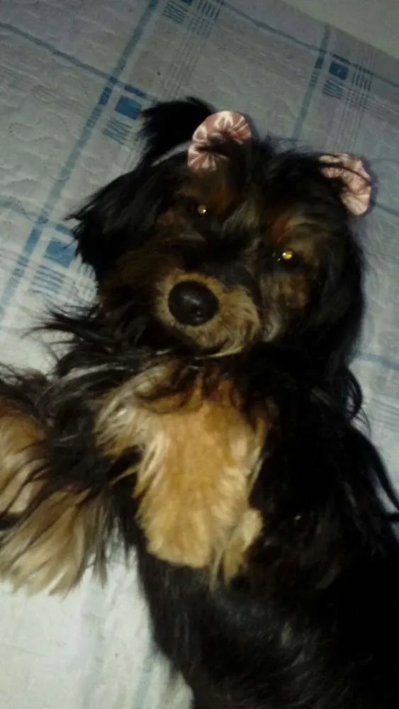 Cachorro ra a  idade 1 ano nome Cacau