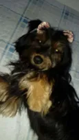 Cacau