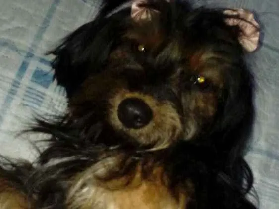 Cachorro ra a  idade 1 ano nome Cacau
