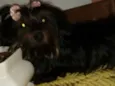 Cacau