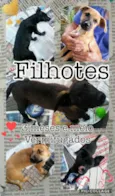 Filhotes