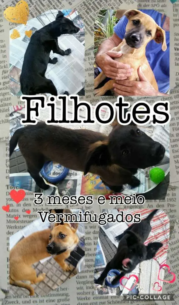 Cachorro ra a SRD idade 2 a 6 meses nome Filhotes