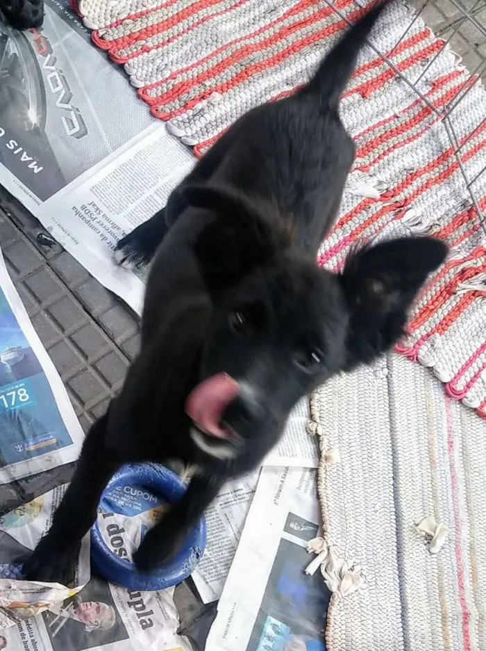 Cachorro ra a SRD idade 2 a 6 meses nome Filhotes