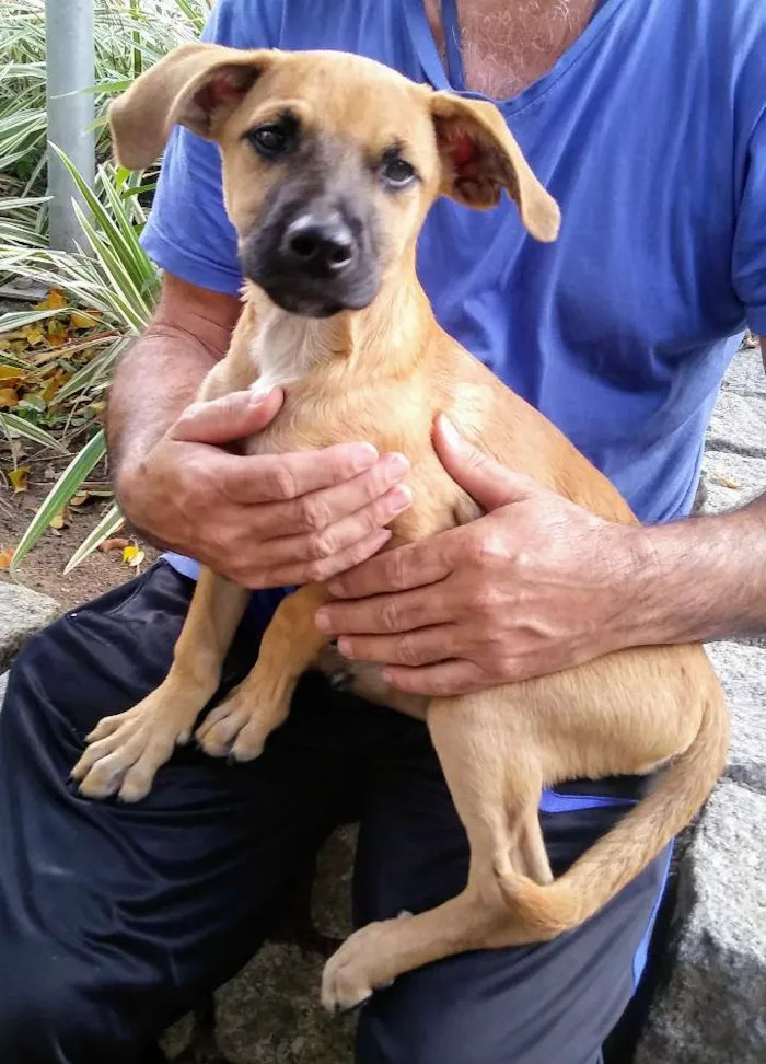 Cachorro ra a SRD idade 2 a 6 meses nome Filhotes