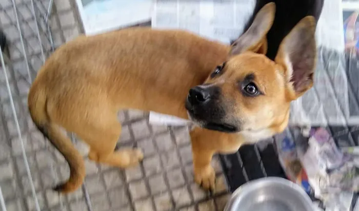 Cachorro ra a SRD idade 2 a 6 meses nome Filhotes