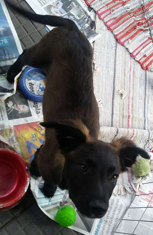 Cachorro ra a SRD idade 2 a 6 meses nome Filhotes