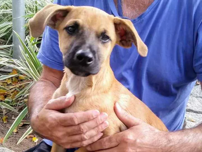 Cachorro ra a SRD idade 2 a 6 meses nome Filhotes