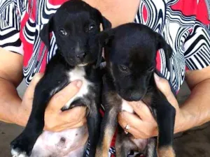 Cachorro raça Não distinguida (talvez seja v idade  nome Tico & Teco