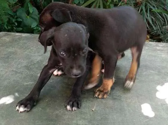 Cachorro ra a Não distinguida (talvez seja v idade  nome Tico & Teco