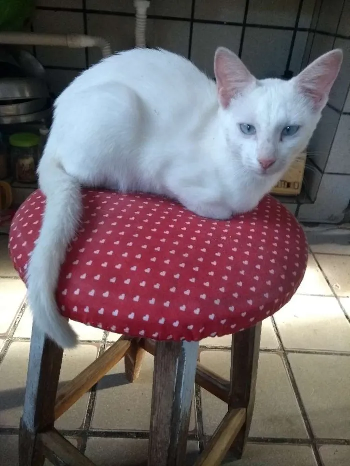 Gato raça Vira lata idade 2 a 6 meses nome Max e Lulu
