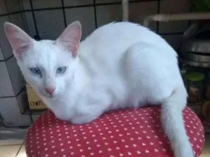 Gato raça Vira lata idade 2 a 6 meses nome Max e Lulu
