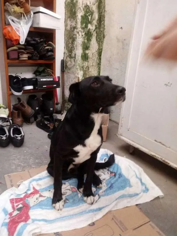 Cachorro ra a Macho  idade 3 anos nome Procuro dono