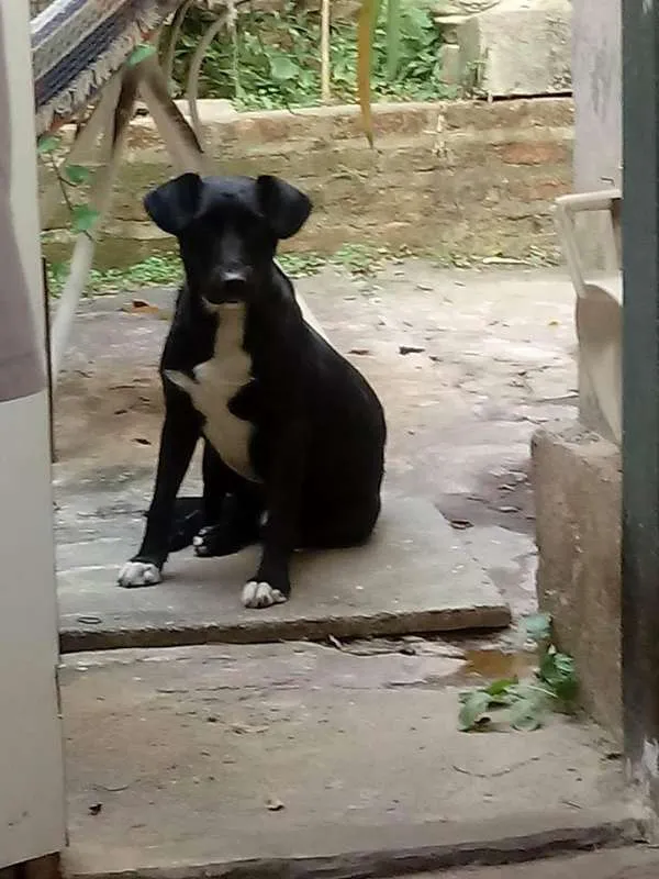 Cachorro ra a Macho  idade 3 anos nome Procuro dono