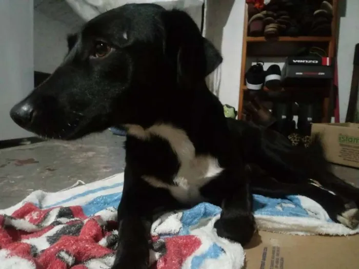 Cachorro ra a Macho  idade 3 anos nome Procuro dono