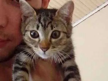 Gato ra a Não definida idade 2 a 6 meses nome Fêmea