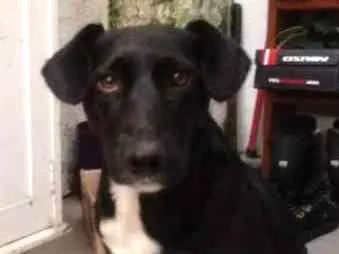 Cachorro ra a Macho  idade 3 anos nome Procuro dono