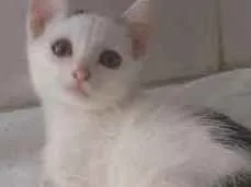 Gato raça  idade 7 a 11 meses nome Fominha