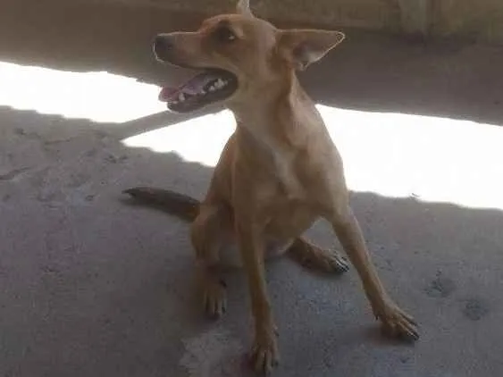 Cachorro ra a Sem raça definida idade 3 anos nome Raila, Mel e Doze