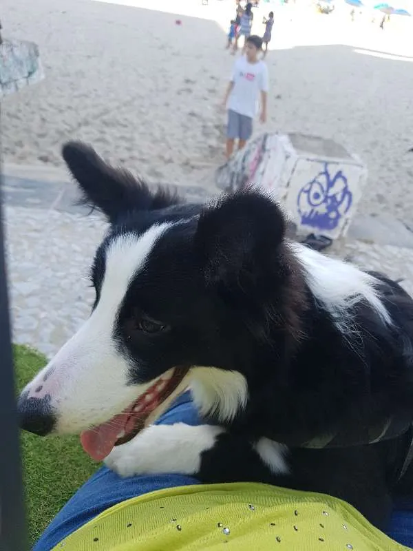 Cachorro ra a Border Collie idade 1 ano nome THOR