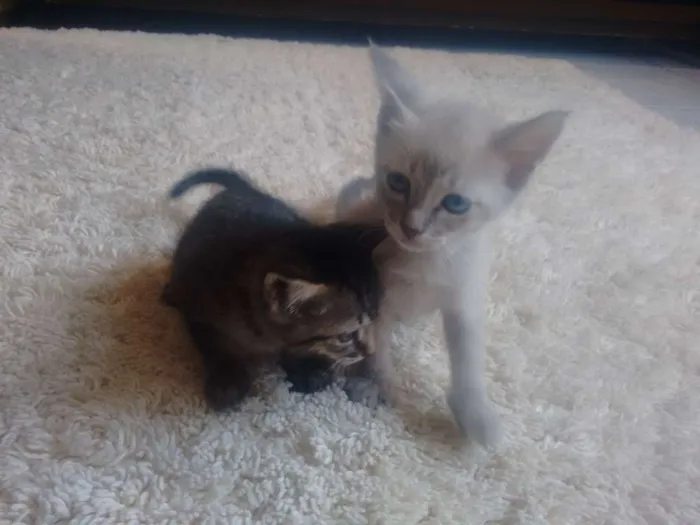 Gato ra a Indefinida  idade Abaixo de 2 meses nome Indefinido 