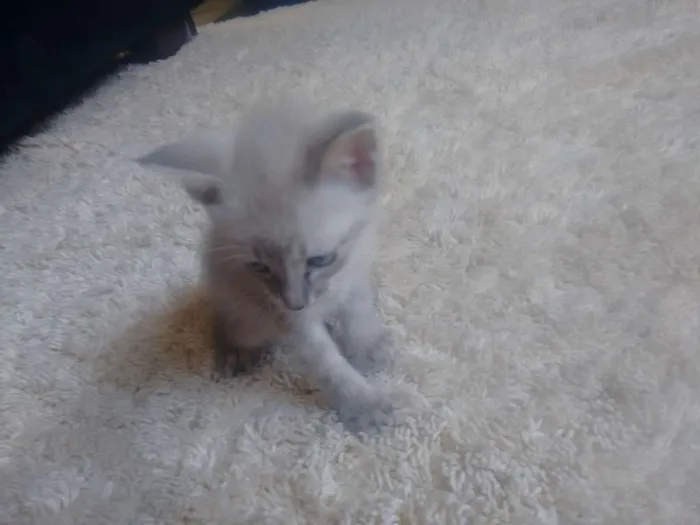 Gato ra a Indefinida  idade Abaixo de 2 meses nome Indefinido 