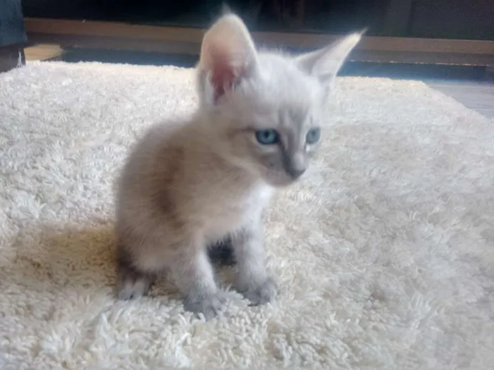 Gato ra a Indefinida  idade Abaixo de 2 meses nome Indefinido 